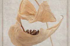7. R peace lily