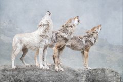 01-Liyda-Haney-AWPF-2025-Wolf-Chorus