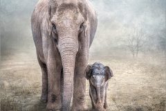 02-Lynda-Haney-AWPF-2025-Staying-Close-To-Mum