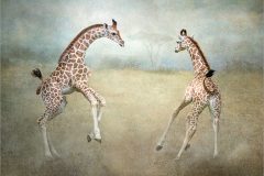 05-Lynda-Haney-AWPF-2025-Young-Giraffes
