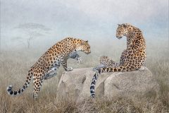 06-Lynda-Haney-AWPF-2025-Leopard-Family