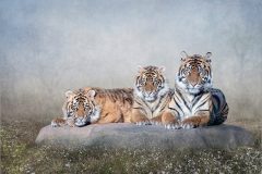 07-Liyda-Haney-AWPF-2025-Tiger-Mum-and-Cubs