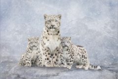 09-Lynda-Haney-AWPF-2025-Snow-Leopards