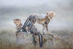 10-Lynda-Haney-AWPF-2025-Cheetah-Cubs