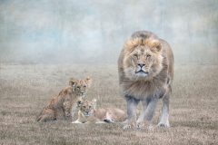 11-Lynda-Haney-AWPF-2025-Protecting-His-Cubs