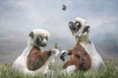 12-Lynda-Haney-AWPF-2025-Sifaka-Lemurs