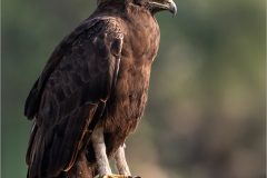 Mike-Bennett-AWPF-01