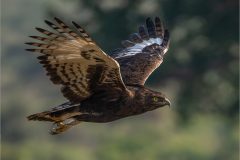 Mike-Bennett-AWPF-02