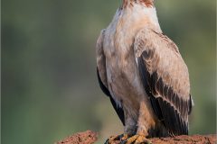 Mike-Bennett-AWPF-03