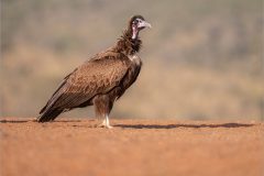 Mike-Bennett-AWPF-04