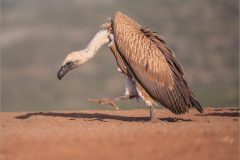 Mike-Bennett-AWPF-06