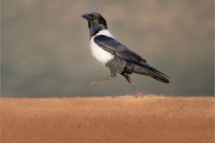 Mike-Bennett-AWPF-07