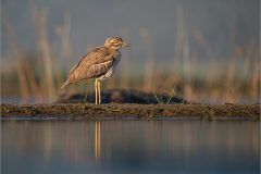 Mike-Bennett-AWPF-08