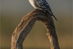 Mike-Bennett-AWPF-10