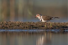 Mike-Bennett-AWPF-11