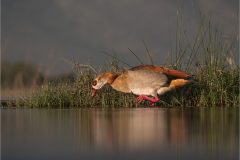 Mike-Bennett-AWPF-12