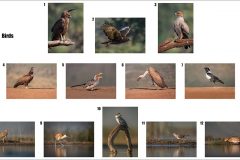 Mike-Bennett-AWPF-13