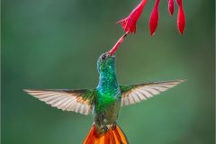 Rufos-tailed Hummingbird