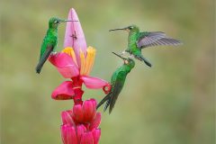 Hummingbirds on Pink Banana Plant