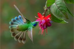 Lesser Violetear Display