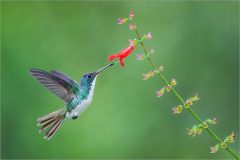 Andean Emerald Hummingbird