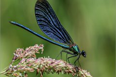 SG-Nature-01-tl-