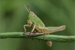 SG-Nature-03-tr-