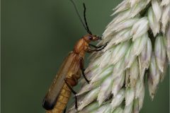 SG-Nature-09-bl-