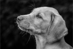 03-Victoria-Andrews-AWPF-2025