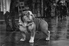 09-Victoria-Andrews-AWPF-2025